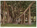 (536) USA - Hawaii - Banyan Tree - Arbres