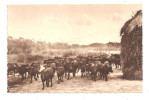 En Camargue - Troupeau De Vaches-(A.8099) - Tigri