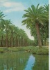 Iraq Basrah Date Palm Grove - Iraq