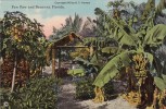 Florida Paw Paw And Bananas - Arbres
