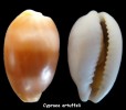 Cypraea Artuffeli - Conchiglie