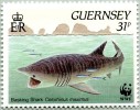 N° Yvert 501 - Timbre De L'Île De Guernesey (1990) - MNH - WWF - Cetorhinus Maximus (JS) - Gibraltar