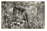 NIGER  /  LA  FAUNE  DU  WATERBUCK  :  ELEPHANT  /  Collection  MOUREN , Niamey  N° 7 - Níger