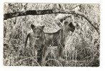 NIGER  /  LA  FAUNE  DU  WATERBUCK  /  LIONS  /  Collection  MOUREN , Niamey  N° 7 A - Niger