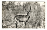 NIGER  /   FAUNE  DU  WATERBUCK  /  Collection  MOUREN , Niamey - Níger