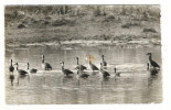 NIGER  /   LA  FAUNE  :  LES  CANARDS  /  Collection  MOUREN , Niamey  N° 5 - Níger