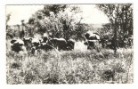 République  Du  NIGER  /   LA  FAUNE  ( Du WATERBUCK )  :  ELEPHANTS  /  Collection  MOUREN , Niamey - Niger