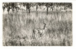 République  Du  NIGER  /   LA  FAUNE  ( Du WATERBUCK )  :  COB  MÂLE  /  Collection  MOUREN , Niamey - Niger