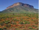 UNESCO World Heritage - Site UNESCO South Africa - Cape Floral Region Protected Area - Südafrika