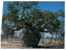 (615) Australia - Boab Tree - Bomen