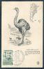 1960 Argentina Ostriche Map Maxicard - Straussen- Und Laufvögel