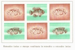 SWITZERLAND 1957 - Rare Leaf With 9 Dummy Stamps - Specimen Essay Proof Trial Prueba Probedruck Test - Errores & Curiosidades