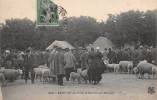 Saint Lo    50    La Foire. Le Marché Aux Moutons - Saint Lo