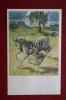 Old USSR Postcard. STROGANOVA. Zebra. 1969 - Zebras