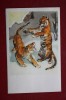 Old USSR Postcard. STROGANOVA. Tiger. 1969 - Tigres