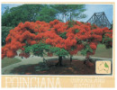 (432) Australia - Poinciana Tree - Bäume