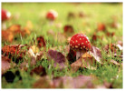 (329) Mushroom - Champignon - Ukraine - Funghi
