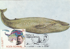 WHALES, BLUE WHALE, CM, MAXICARD, CARTES MAXIMUM, 1990, ROMANIA - Baleines