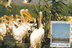 BIRDS, PELICANS, CM, MAXICARD, CARTES MAXIMUM, 1987, ROMANIA - Pelícanos