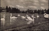 RP: SCHWANE (SWANS) THUN / THOUNE, SWITZERLAND Pu1947 - Thoune / Thun