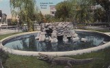 Alligator Pool El Paso Texas 1916 - El Paso