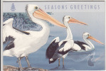 Australia Greetings Card, 1994 Pellican Bird, - Pelikanen