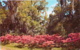 Azaleas And Oaks, Louisiana - Autres & Non Classés