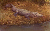 Louisiana Alligator - Other & Unclassified