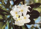 Frangipanier Blanc Jaune - Tahiti