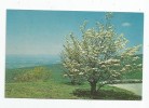 Cp , ARBRE , Dogwood In The Blue Ridge Mountains , Photo : E. Smith , Vierge , Ed : Valley Views - Alberi