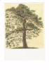 Carte Moderne - Gottfried Keller - Föhre - PIN - Pino Silvestre - Illustration Arbre 1836  - - Bomen