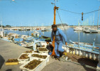 50 Saint Vaast La Hougue. Le Port De Peche Et De Plaisance. Retour Des Pecheurs - Saint Vaast La Hougue