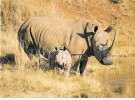 Cartoline Rinoceronti - Rhinocéros