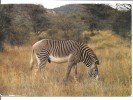 Cartolinezebra-kenia - Zèbres