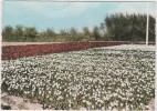 CPM - La Cote De Lumière - Tulipes Vendéennes - LA TRANCHE Sur MER Et Sa Région - La Tranche Sur Mer