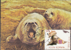 29336- ANTARCTIC WILDLIFE, HARBOUR SEAL, PENGUINS, MAXIMUM CARD, 1990 , ROMANIA - Antarktischen Tierwelt