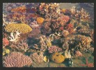 AUSTRALIA Lindeman Island Great Barrier Reef North Queensland 1977 - Great Barrier Reef