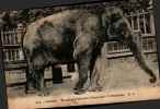 214 Paris Museum D'histoire Naturelle - L'éléphant (rachel) - Elephants