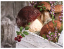 (418) Russia - Mushroom  - Champignon - Funghi