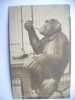 Duitsland Deutschland Berlijn Berlin Zoo Alt Affe Monkey Missie - Tiergarten