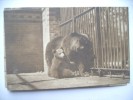 Duitsland Deutschland Berlijn Berlin Zoo Alt Bären Bears - Dierentuin