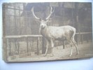 Duitsland Deutschland Berlijn Berlin Zoo Alt Edelhirsch Red Deer - Tiergarten