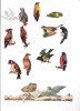 8081 - Lot De 13 Découpis, Oiseaux, Perroquets, - Tiere