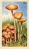 CHAMPIGNONS(CHROMO) - Mushrooms