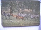 Zebra And Impala - Zebras