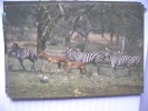 Impala And Zebra - Zebras