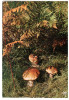 CPSM CHAMPIGNONS LES CEPES BELLE PROMENADE DANS LA NATURE ED APA POUX AS PP 600 - Pilze