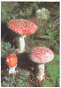 CPSM CHAMPIGNON FLIEGENPILZE FOTO GERHARD KALDEN - Pilze