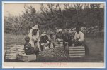 AMERIQUE --  ANTILLES  - BERMUDES --  Packing Onions At Bermuda - Bermudes