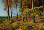 PAESAGGIO  DI UNA FORESTA  IN  GERMANIA       (VIAGGIATA) - Alberi